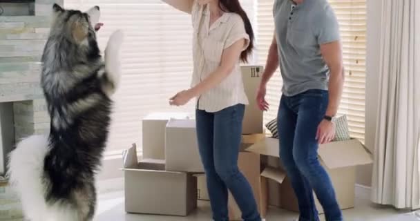 Happiness, excited couple in new house with dog, excitement and mortgage on property investment. Man, woman and husky celebrating in home, moving boxes and investing in real estate, love and future - Footage, Video