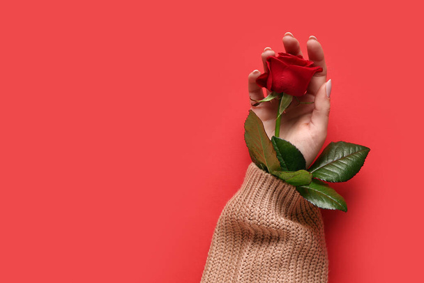 Vrouwelijke hand met mooie roos op rode achtergrond. Valentijnsdag - Foto, afbeelding