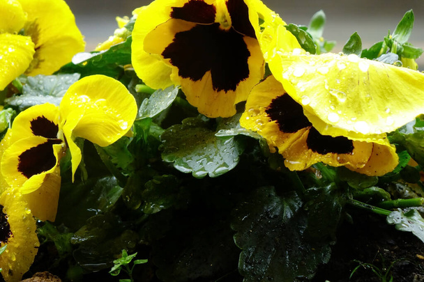 Water droplets, the grace of pansies wet with raindrops, and pretty petals - Photo, Image