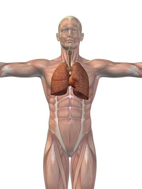 Анатомический человек
 - Фото, изображение