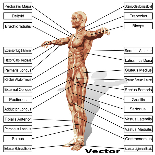 人間の解剖学テキスト - ベクター画像
