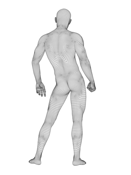 anatomia masculina feita de armação
 - Foto, Imagem
