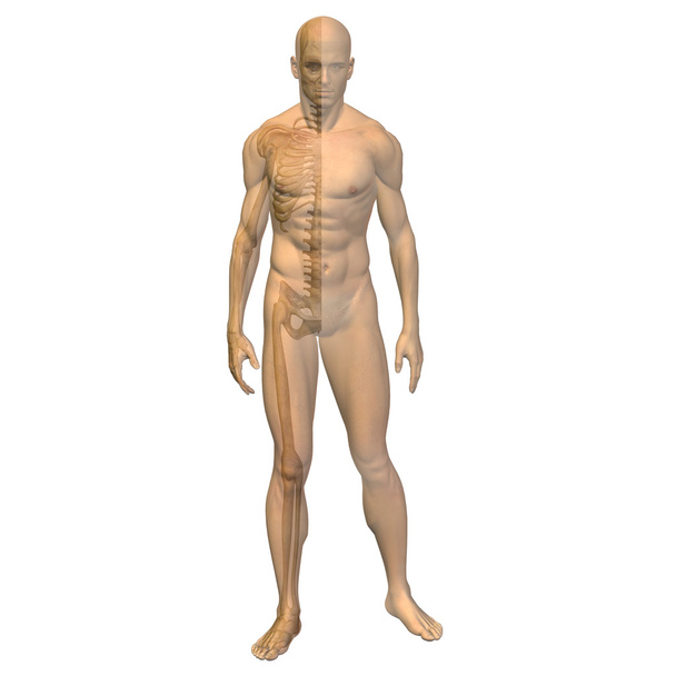 筋肉の男性の解剖学 - 写真・画像