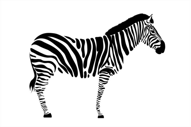 Illustrazione vettoriale della zebra. Simbolo di animale selvatico d'Africa e zoo. - Vettoriali, immagini
