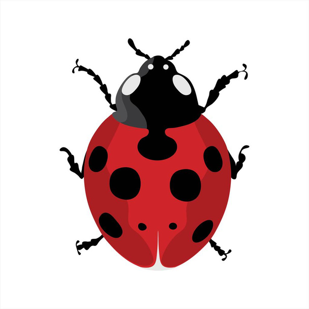 Color illustration of ladybug with black spots. Symbol of insect and nature on white backgroud. - Vector, Image