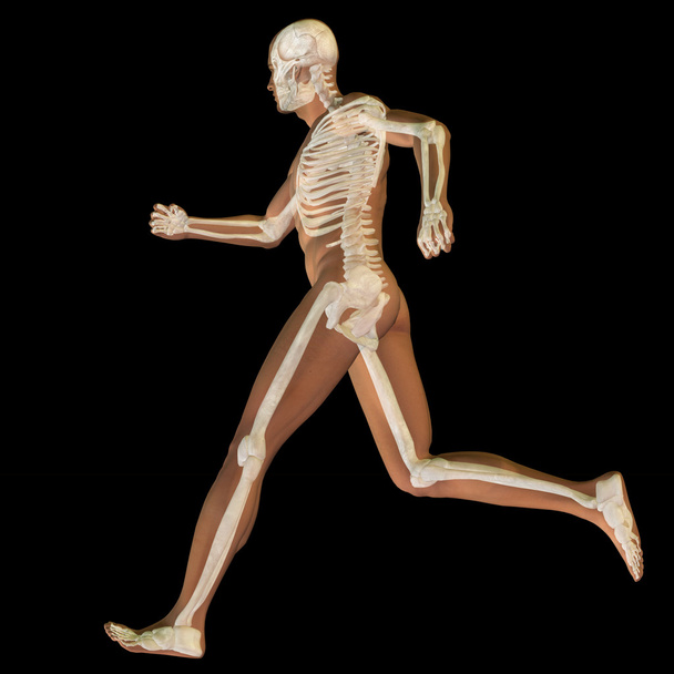 conceptuele man anatomie - Foto, afbeelding