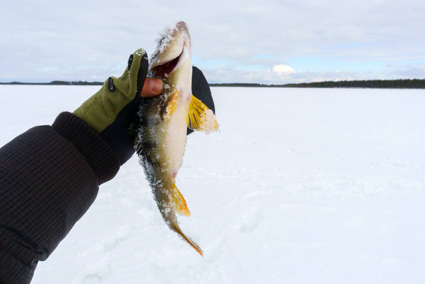 El pescado es una percha en la mano del pescador. Atrapado. Pesca de invierno, aventura. - Foto, Imagen