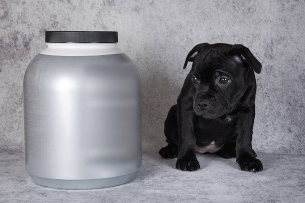 American Staffordshire Bull Terrier σκυλάκι με αλτήρες για σπορ και ένα βάζο με βιταμίνες. - Φωτογραφία, εικόνα