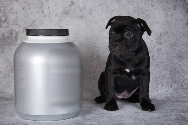 American Staffordshire Bull Terrier σκυλάκι με αλτήρες για σπορ και ένα βάζο με βιταμίνες. - Φωτογραφία, εικόνα
