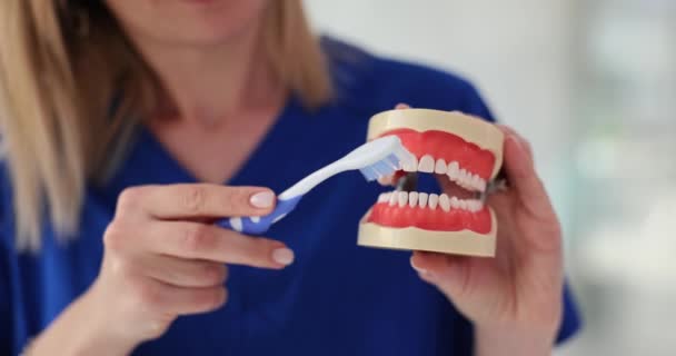 Κοντινά χέρια οδοντιάτρου που καθαρίζει δόντια μοντέλου γνάθου με οδοντόβουρτσα. Στοματική υγιεινή - Πλάνα, βίντεο