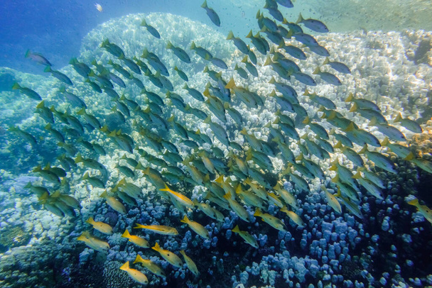 école de poissons au-dessus d'un récif corallien en eau bleu profond lors de la plongée en Egypte vue détaillée - Photo, image