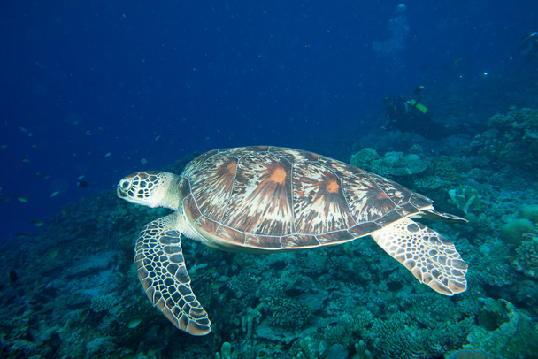 Turtle, víz alatti Önhöz - Fotó, kép