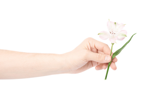Hand holding an alstroemeria flower - Zdjęcie, obraz
