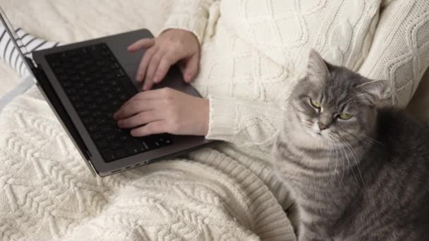 Una ragazza irriconoscibile in un maglione bianco lavorato a maglia tipi su una tastiera del computer portatile e colpi un gatto grigio soffice. Primo piano. Al rallentatore. Vista dall'alto. Filmati 4k di alta qualità - Filmati, video