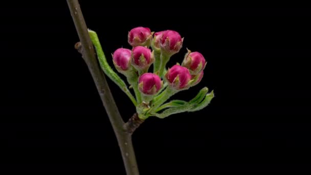 4K Time Lapse of blooming Apple flowers on black background. Spring timelapse of opening beautiful flowers on branches Apple tree. - Filmagem, Vídeo