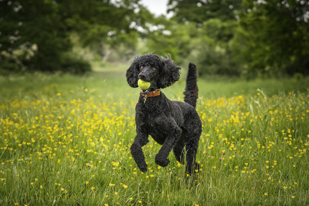 Black Standard Poodle leaping with a ball in her mouth in a meadow of yellow flowers in the summer - Photo, Image