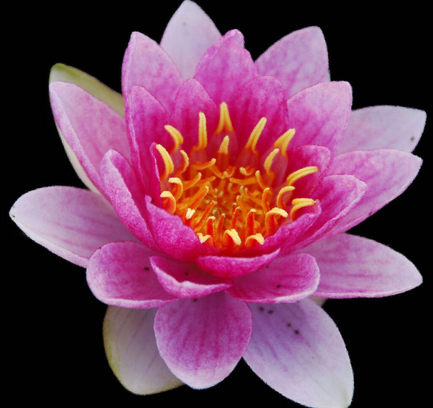 Fiore di loto Nelumbo nucifera, conosciuto con diversi nomi tra cui Loto indiano, Loto sacro, Fagiolo dell'India è una pianta della famiglia delle Nelumbonaceae. - Foto, immagini
