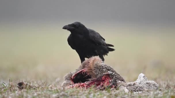 Raven die dode reeën eten - Video