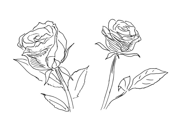 Hand sketch of two roses - Vector, Image