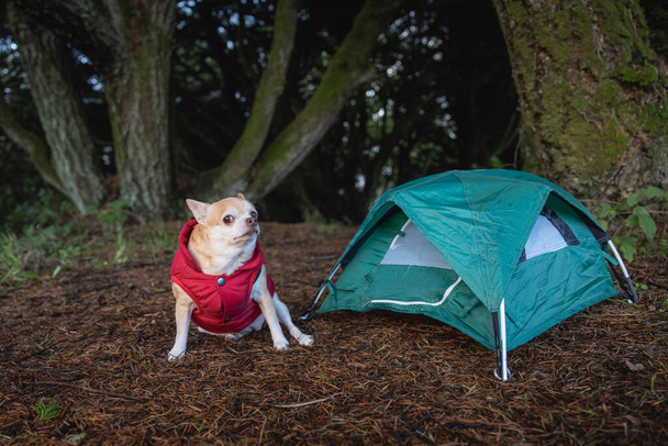 Chihuahua und ein kleines Zelt für ein Reisecampingkonzept im Wald - Foto, Bild