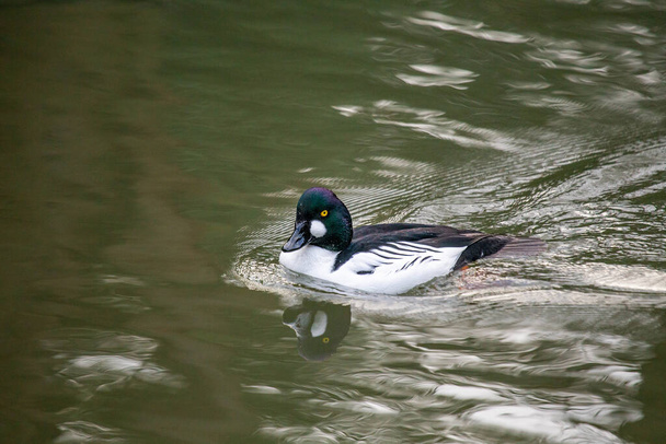 Striking Common Goldeneye (Bucephala clangula) in its natural habitat. This compact diving duck, distinguished by its golden eye and bold plumage, frequents freshwater lakes and rivers, bringing vibrancy to northern waterways.  - Photo, Image