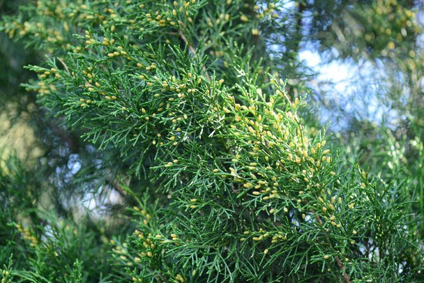 Zypresse, Nahaufnahme von Ästen. Natürlicher Hintergrund. Südlicher immergrüner Baum - Foto, Bild