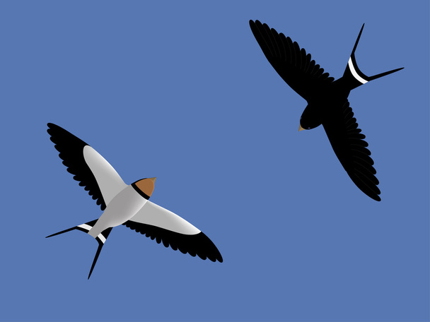 Flying swallows - Vector, Image