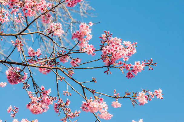 チェンマイの桜の花, タイ - 写真・画像