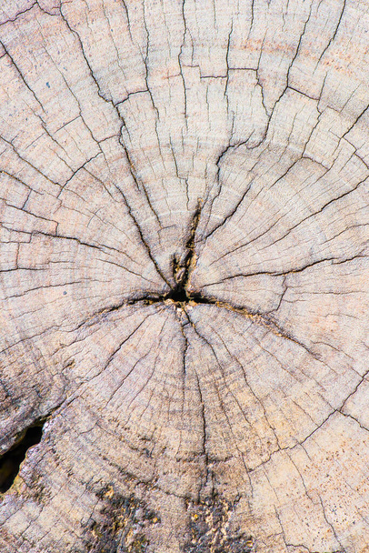 Крупним планом текстура деревини, Таїланд - Фото, зображення