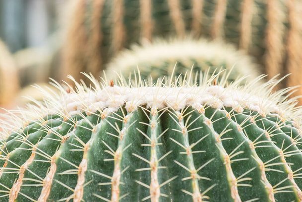 Close Up of Golden Barrel Cactus или Echinocactus grusonii Hildm. в Таиланде - Фото, изображение