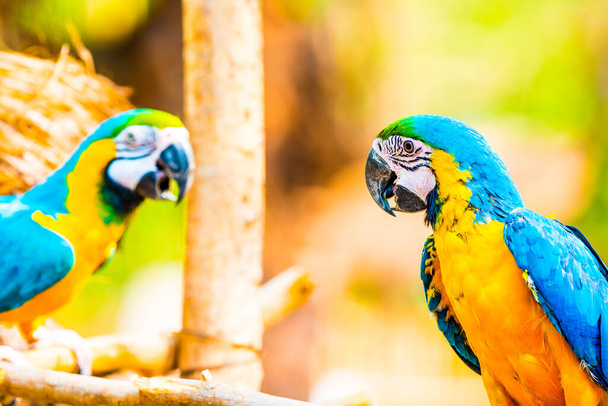 Синий и золотой ара на филиале в Таиланде - Фото, изображение