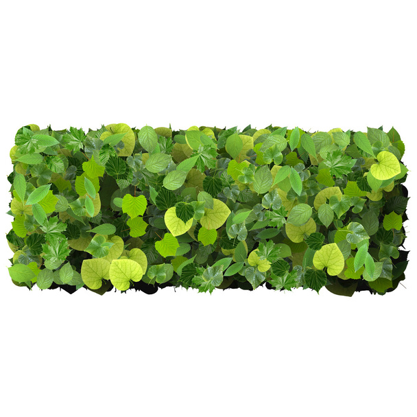 Viereck, Rechteck aus grünen Blättern isoliert auf weißem Hintergrund. 3D-Darstellung. - Foto, Bild