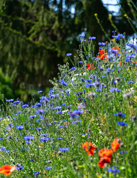 Κόκκινες παπαρούνες και μπλε λουλούδια καλαμποκιού. Ανθισμένο πεδίο Πεντηκοστής - Φωτογραφία, εικόνα