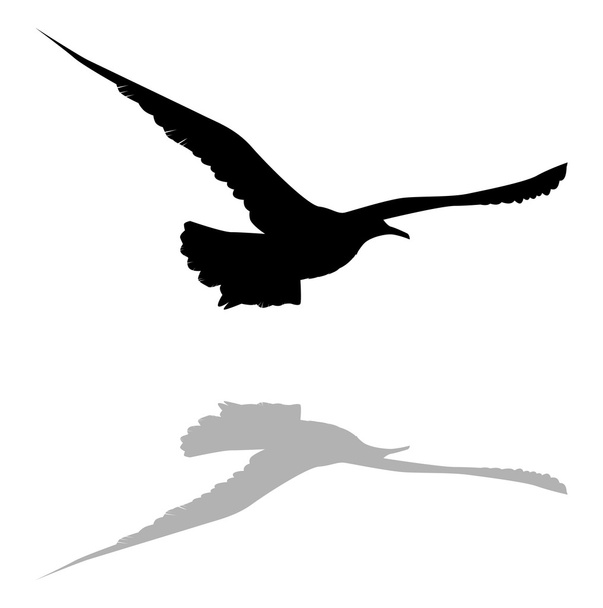 seagull 4 - Vector, Image