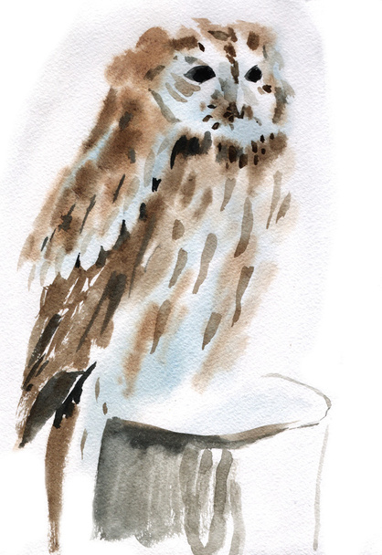Watercolor illustration of a bird owl - Fotografie, Obrázek
