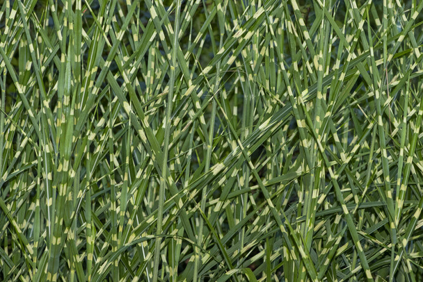 Tall ornamental grasses flourishing in a beautiful garden. - Photo, Image