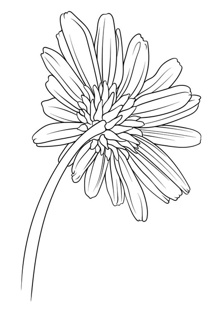Kamille, Chrysantheme und Gänseblümchen Rückenansicht im monochromen Vektorstil. Schwarz-weiße Zeichnung - Vektor, Bild