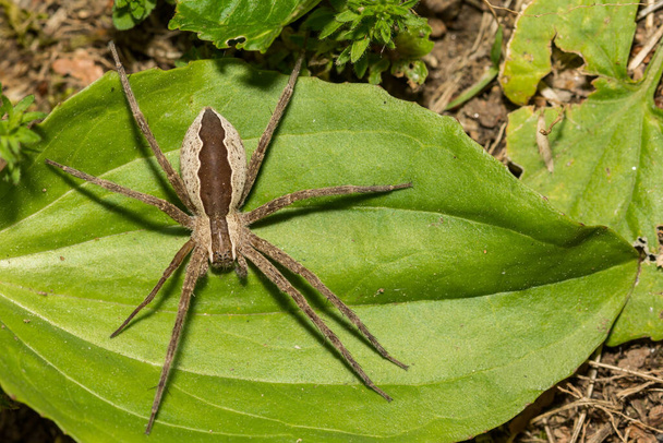 Nursery Web Spider - Pisaurina mira - Photo, Image