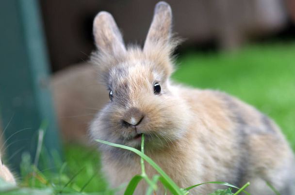 Un conejo doméstico joven tiene una brizna de hierba en la boca - Foto, Imagen