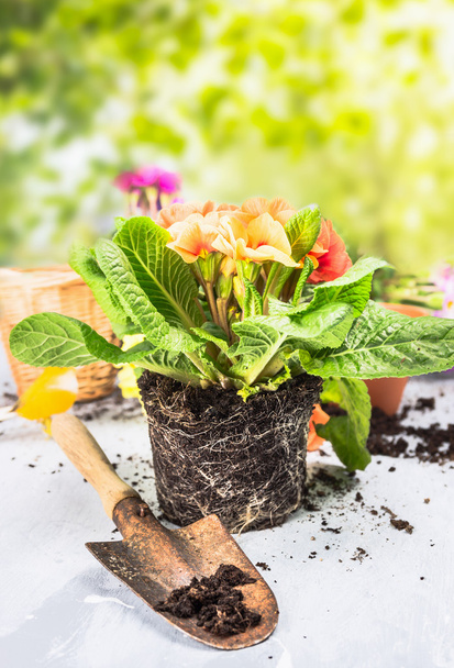 Primula flowers with soil and roots - Fotoğraf, Görsel