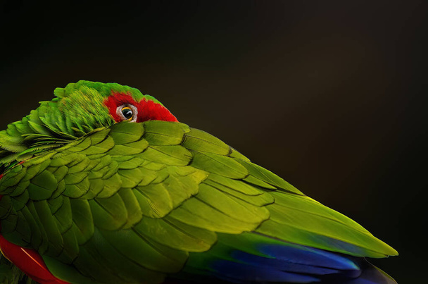 Червоне респектабельне крило Амазонки Папуга та око ( Амазонка Кетрі) - Фото, зображення
