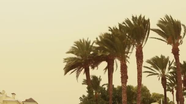 Palmtree erős szélben a homokvihar kezdete előtt. Kiváló minőségű 4k felvételek - Felvétel, videó