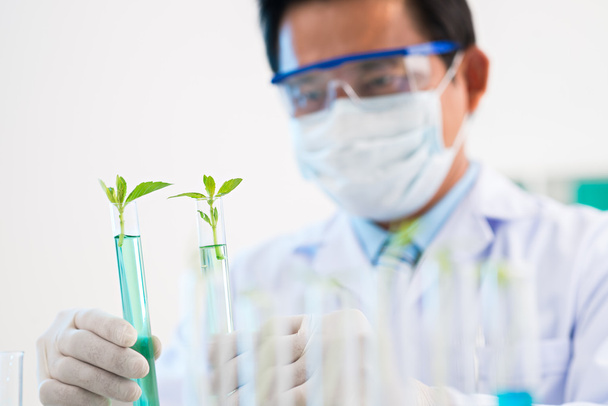 Chemik, sledování rostliny - Fotografie, Obrázek