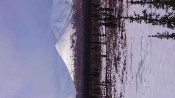 Stromy a zasněžené hory na slunném zimním dni. Blue Sky. Majestic Landscape of Aljaška, USA. Letecký pohled. Dron letí dopředu nad jehličnany na nízké úrovni. Svislé video - Záběry, video
