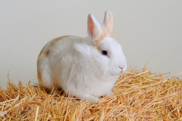 rabbit on the hay. - Photo, Image
