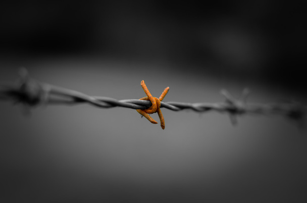 Rusty barbed wire. - Photo, Image