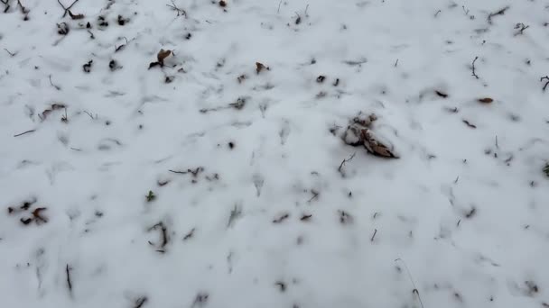 impronte di cane nella neve impronte di animali nella neve. Uccelli della foresta e animali selvatici hanno lasciato le loro impronte sulla neve. Alta qualità - Filmati, video