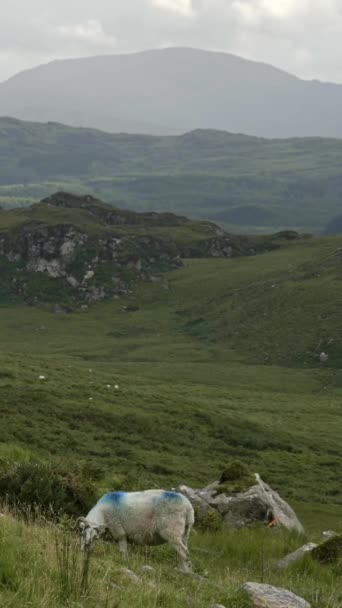 Una escena tranquila que captura la esencia de la vida rural, con ovejas pastando en un campo y una cordillera en el fondo. Vídeo vertical. - Metraje, vídeo