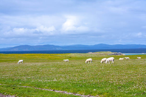 Sheep and horses in the fields of Iona in the Inner Hebrides, Scotland Sheep in the fields of Iona in the Inner Hebrides, Scotland - Valokuva, kuva