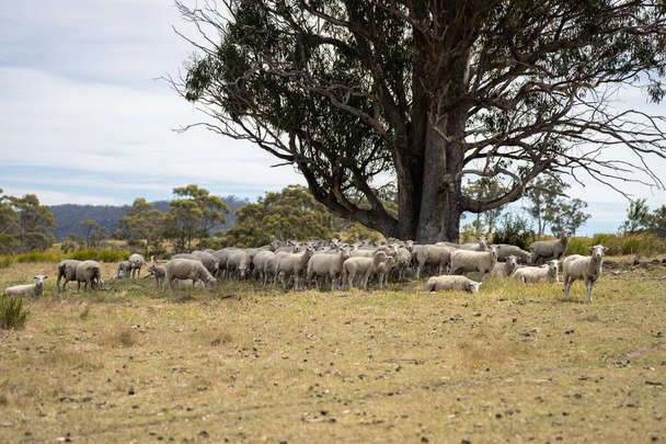Schafherde in einer trockenen Koppel im Sommer mit kurzem Gras im Sommer - Foto, Bild